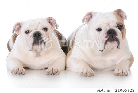 mother and daughter bulldogs mother and daughter bulldogs 21005328