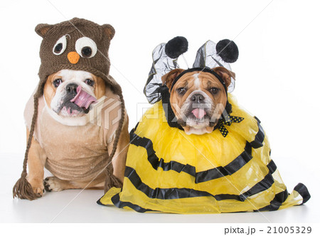 birds and the bees 21005329