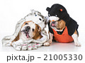dog and cat 21005330