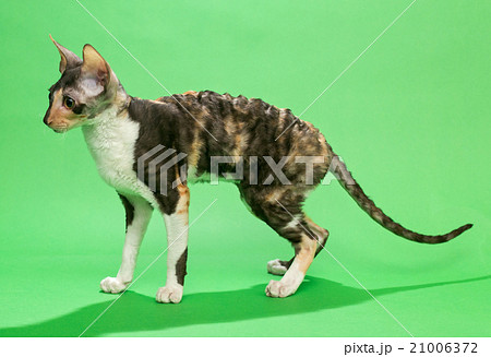 Brown cat Cornish Rex 21006372