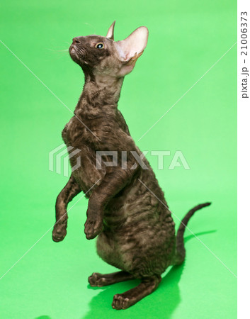 Brown cat Cornish Rex 21006373