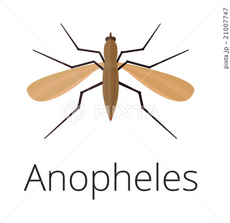 Anopheles mosquito vector illustration 21007747