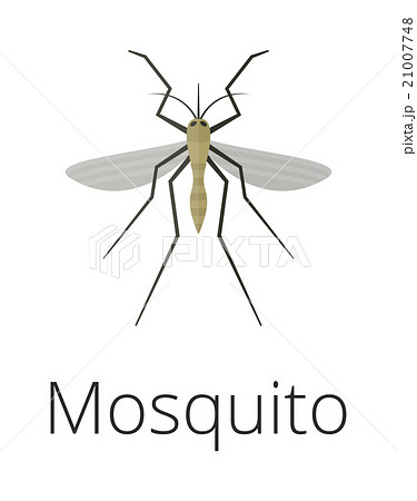 Anopheles mosquito vector illustration 21007748