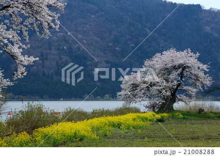 滋賀県 余呉湖の桜の写真素材 2100