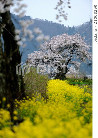 滋賀県 余呉湖の桜の写真素材