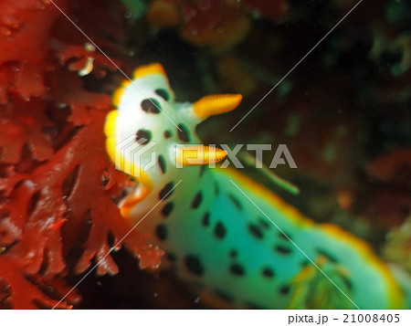 優雅に泳ぐウミウシ 21008405