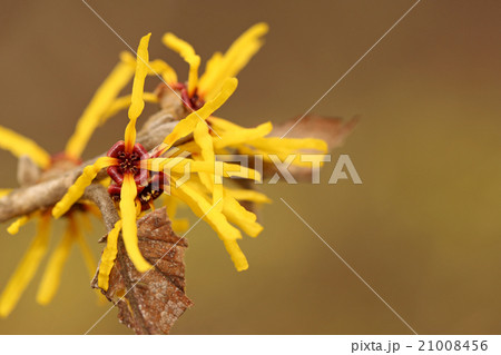 マンサク マンサク 21008456