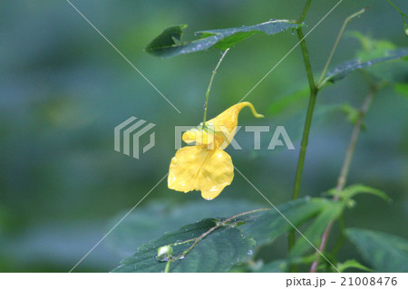 キツリフネソウの花の写真素材