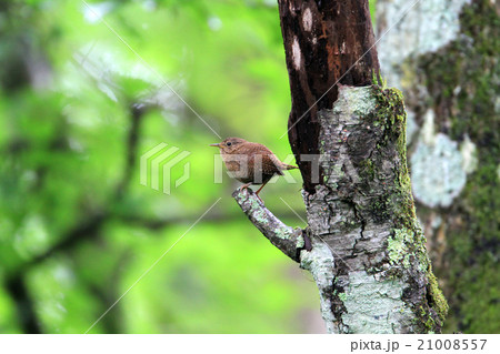 ミソサザイ ミソサザイ 21008557