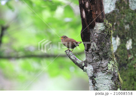 ミソサザイ 21008558