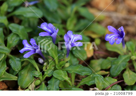 自然　植物　ヒメキランソウ、八重山では市街地の道ばたにも普通に咲いています 21008799