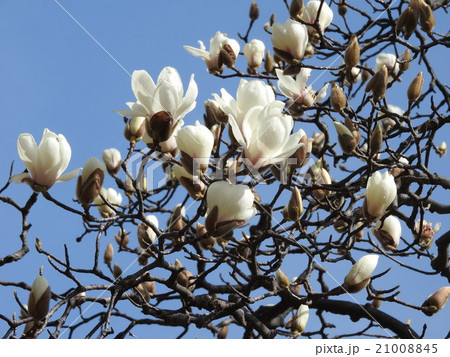 春に真っ白な花を咲かせるハクモクレン 近くに行くと とてもいい香りがする の写真素材