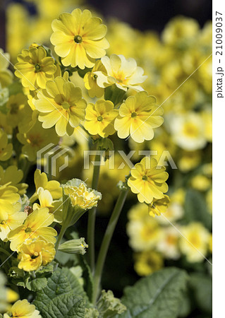 プリムラの花 プリムラの花 21009037