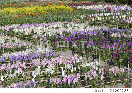 千倉の花畑 21009283