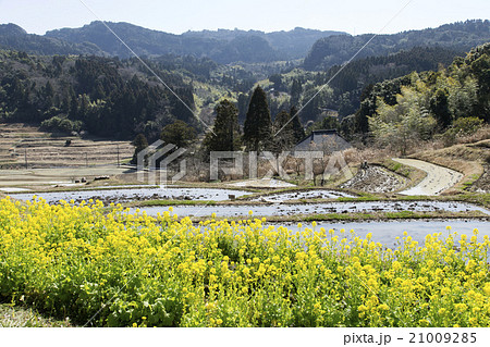 早春の大山千枚田 21009285