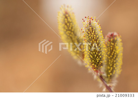 ネコヤナギ 21009333