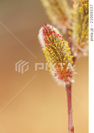 ネコヤナギ ネコヤナギ 21009337