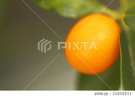 キンカン 21010311