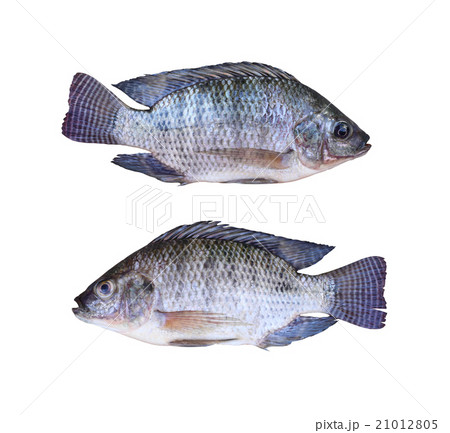 Fresh Tilapia or Mango fish of freshwater isolated on white back 21012805