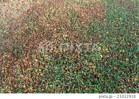 Autumn leaves on the lawn. 21012918