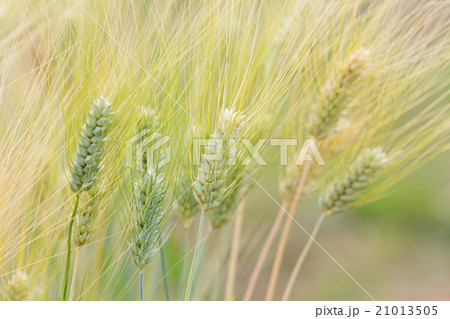 Barley field Barley field 21013505