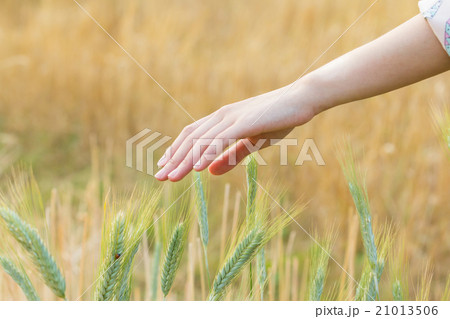 Woman hand Touching barley Woman hand Touching barley 21013506