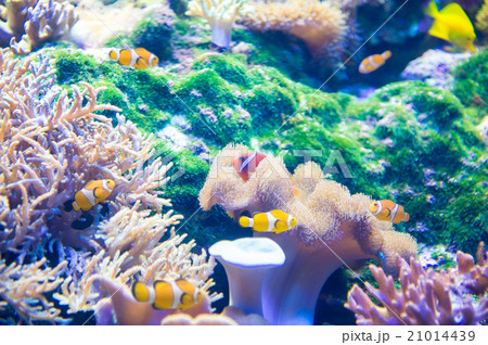 aquarium 21014439