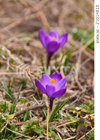 紫色の花 紫色の花 21014810