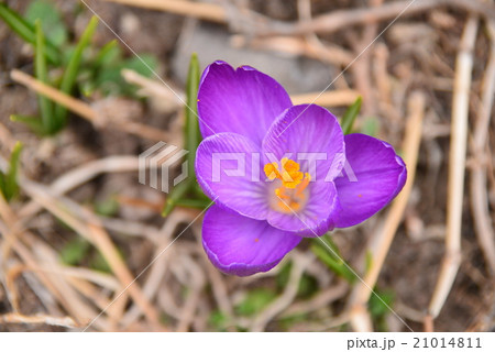紫色の花 紫色の花 21014811