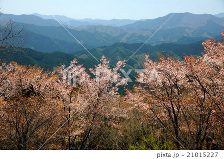 奈良県　 屏風岩公苑の桜 21015227