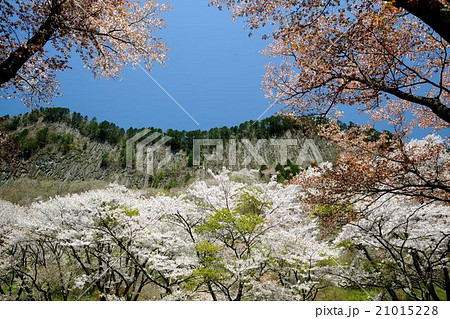 奈良県　 屏風岩公苑の桜 21015228