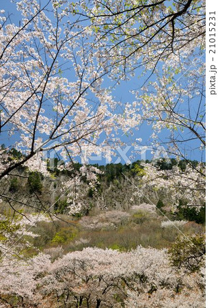 奈良県　屏風岩公苑の桜 21015231