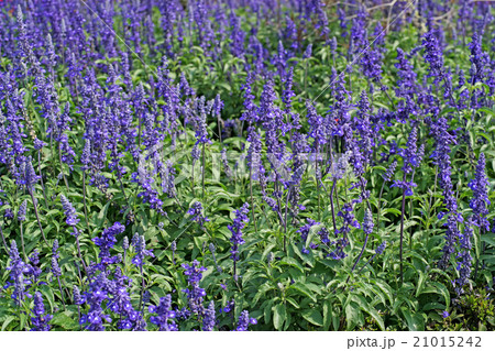 salvia flower 21015242
