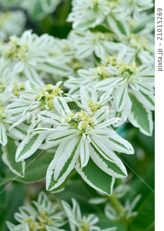 ハツユキソウ ハツユキソウ 21015269