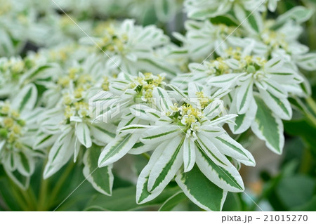 ハツユキソウ 21015270