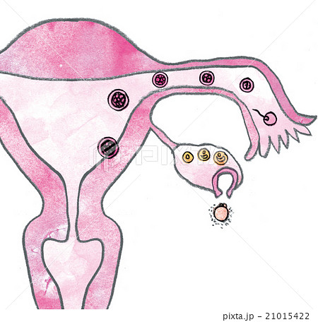 受精までの課程 子宮 精子 卵子 受精卵 医療のイラスト素材
