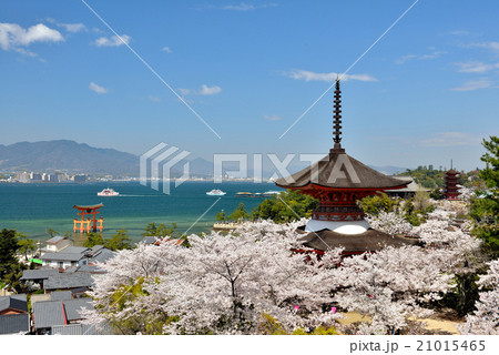 春の宮島の大鳥居と五重塔と多宝塔 21015465
