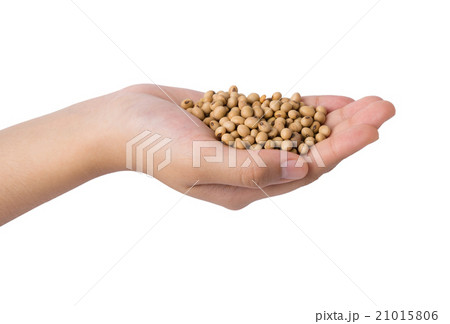 hand holding of soy bean, isolated on white hand holding of soy bean, isolated on white 21015806