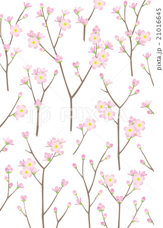 桜 21016645