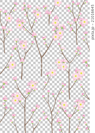 桜 21016645