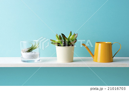 青い背景とエアープランツと多肉植物とジョウロの写真素材