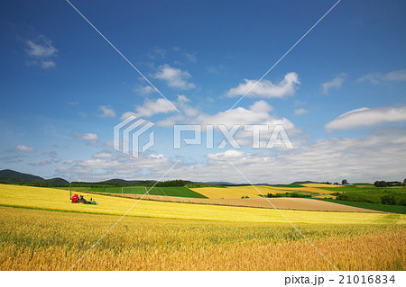 大地の麦畑 21016834