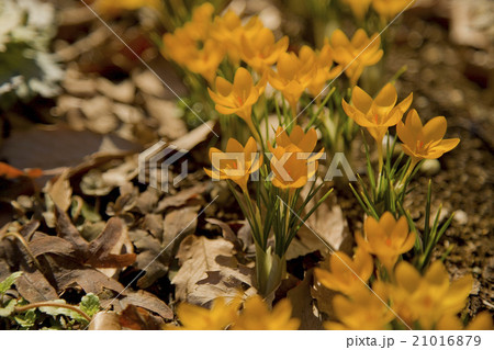 自然に芽吹くクロッカス 自然に芽吹くクロッカス 21016879