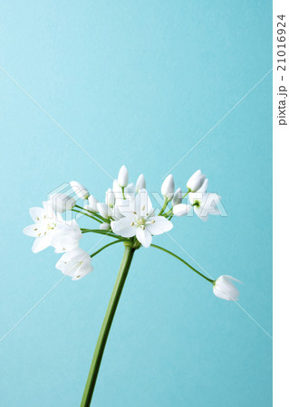 青い背景とコワニー 21016924