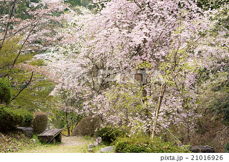 岐阜県 蘭丸ふる里の森 桜まつり 岐阜県 蘭丸ふる里の森 桜まつり 21016926