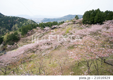 岐阜県 蘭丸ふる里の森 桜まつりの写真素材