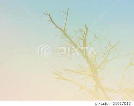 Tree background 21017017