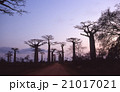 マダガスカル　バオバブ　木　夕景　海外　外国　モロンダバ　写真 21017021