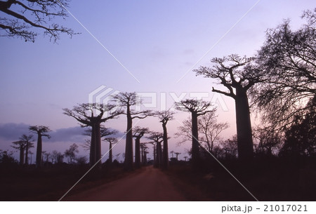 マダガスカル　バオバブ　木　夕景　海外　外国　モロンダバ　写真 21017021