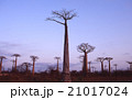 マダガスカル　バオバブ　木　夕景　モロンダバ　海外　外国　写真 21017024